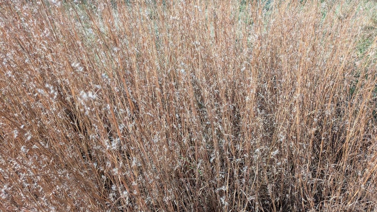 A dense stand of copper little bluestem with fluffy seed heads