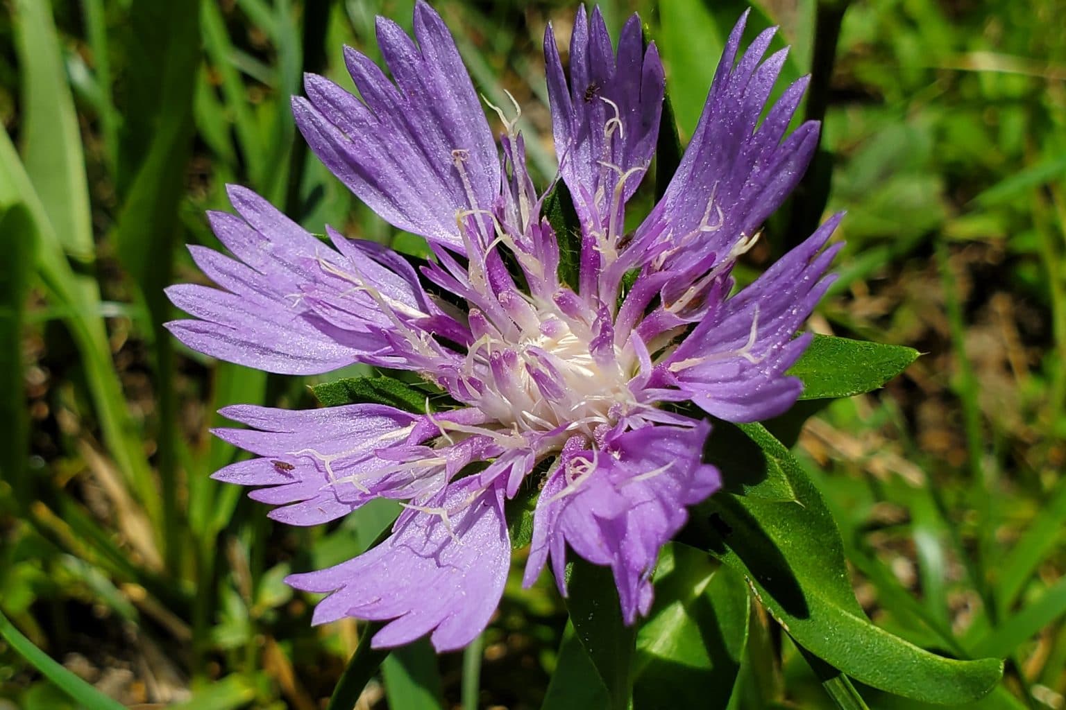 A lavender-blue fringed Stokes' aster flower