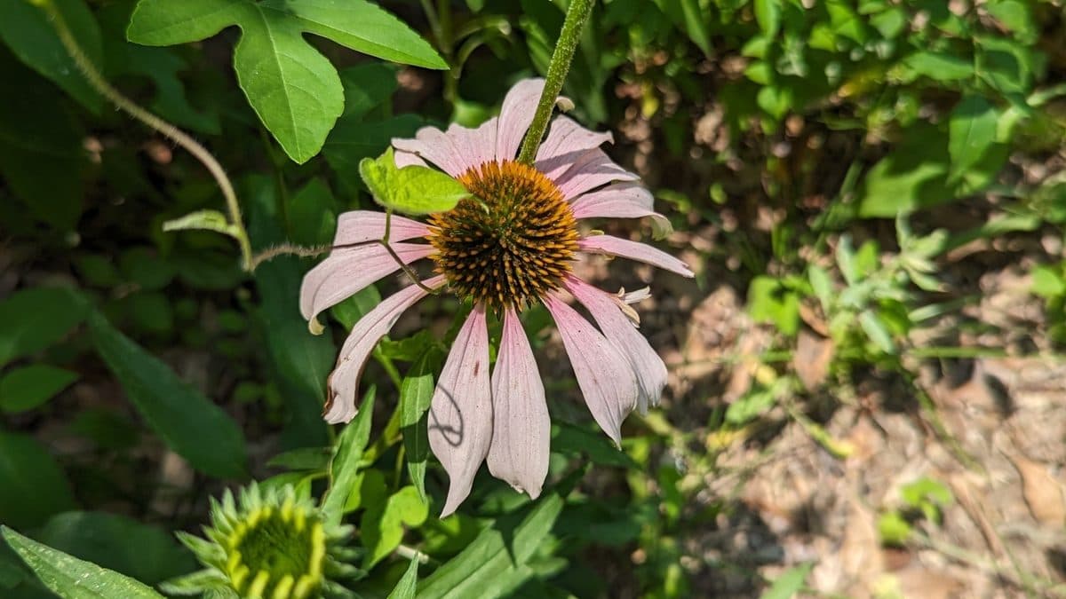 A pale purple coneflower bloom