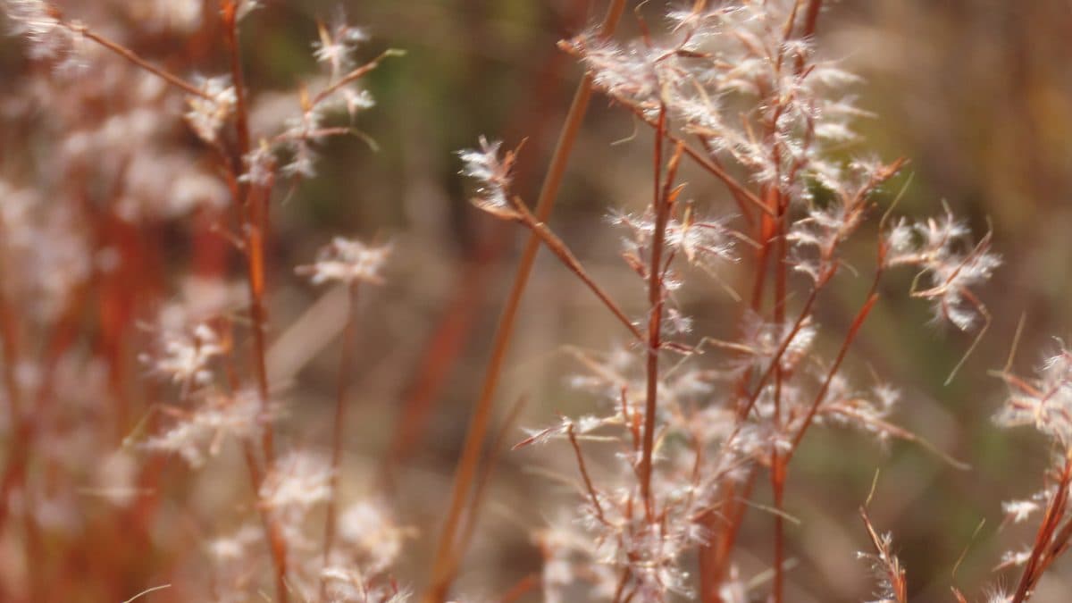 Little bluestem seed heads on copper stems