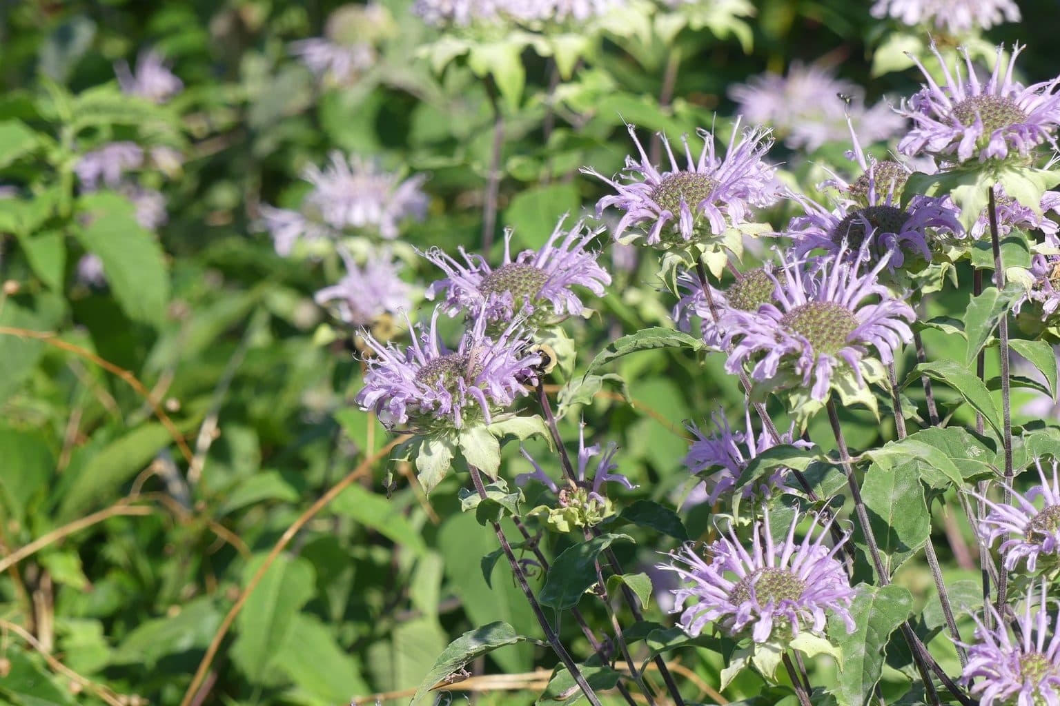 Wild bergamot with lavender tufted flowers in a garden clump