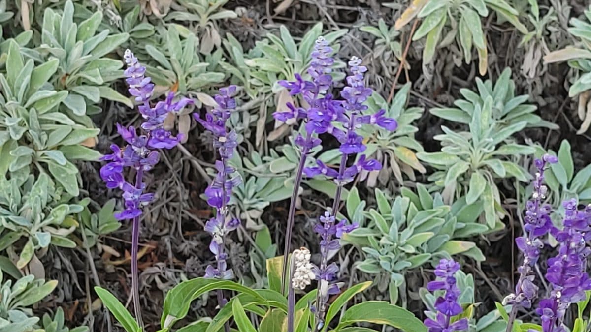 Blue mealy blue sage flower spikes