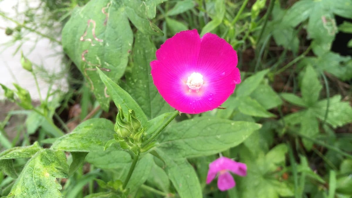 Magenta winecup flowers on trailing stems