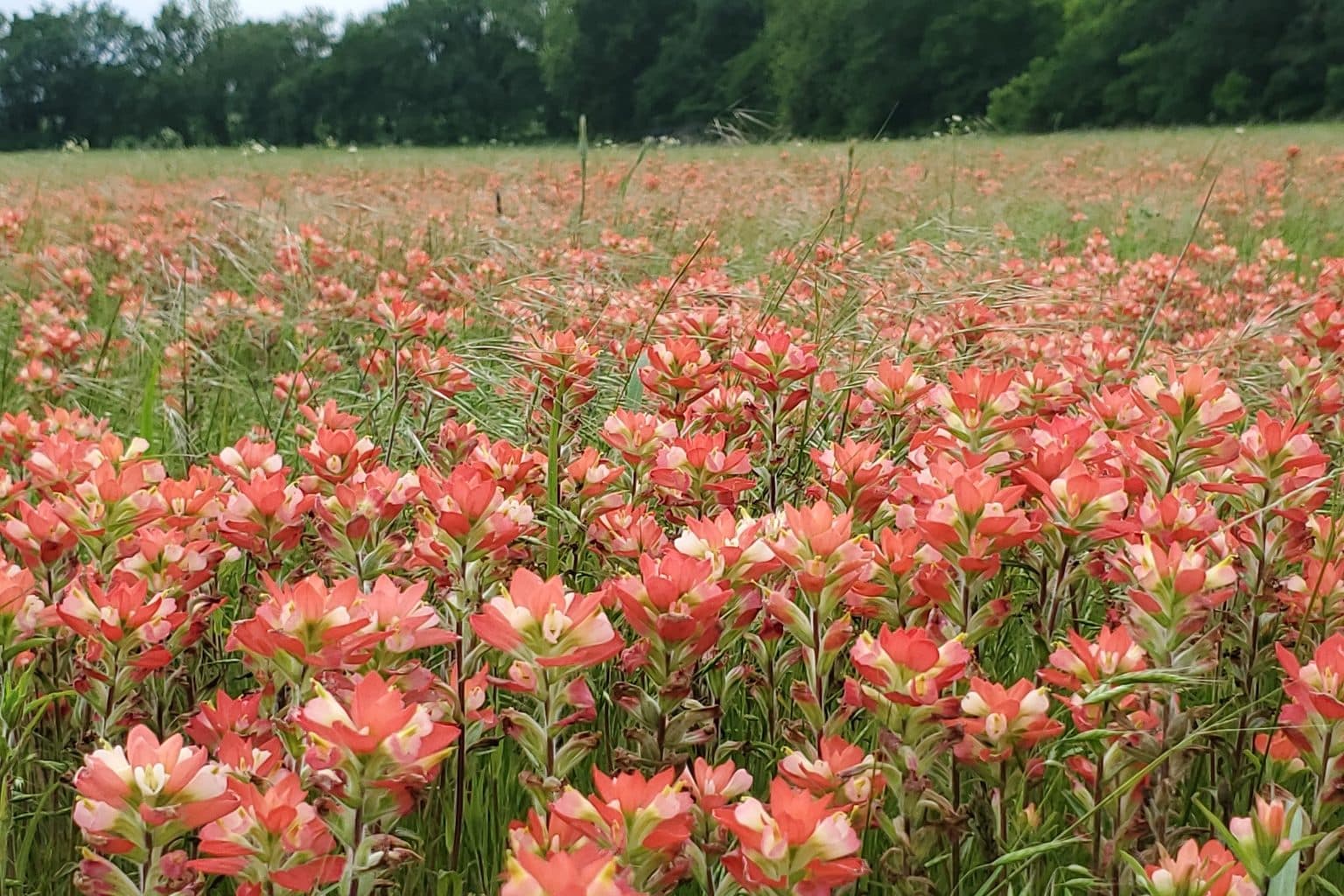 A field of orange-red Texas paintbrush