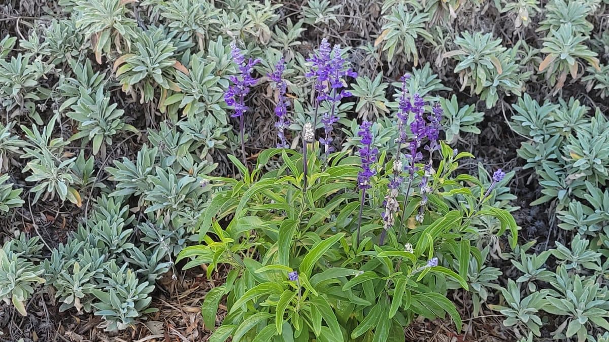 Blue mealy blue sage flower spikes