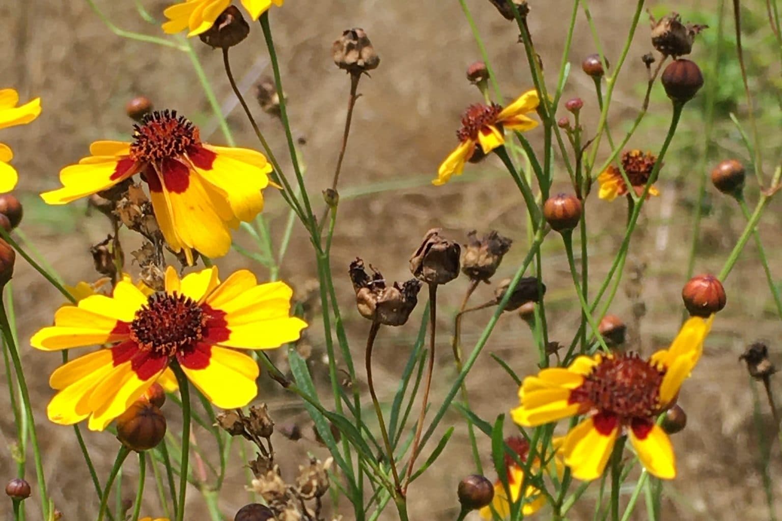 Plains coreopsis flowers with maroon centers on thin stems