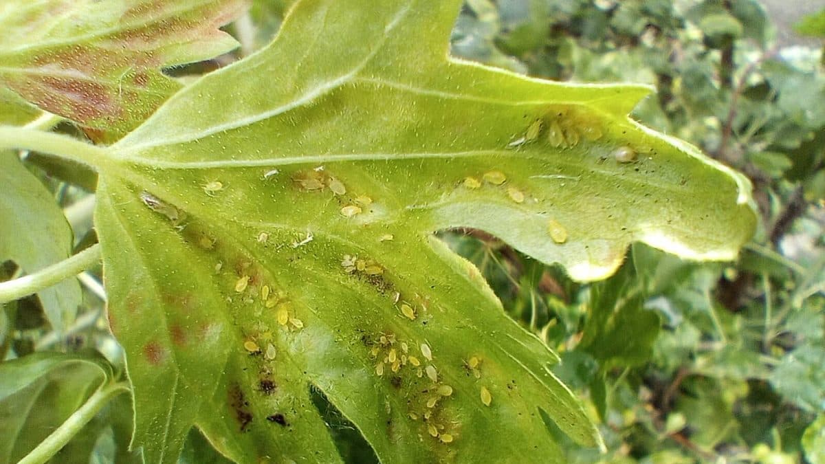 The pale underside of a lobed green leaf with a few dozen small yellow-green aphids clustered along its veins