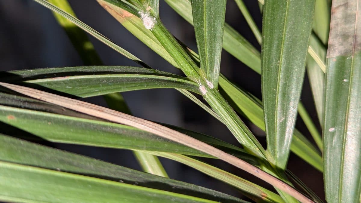 Three small white fuzzy mealybugs where the leaflets join the stem of a green palm frond, against a dark background