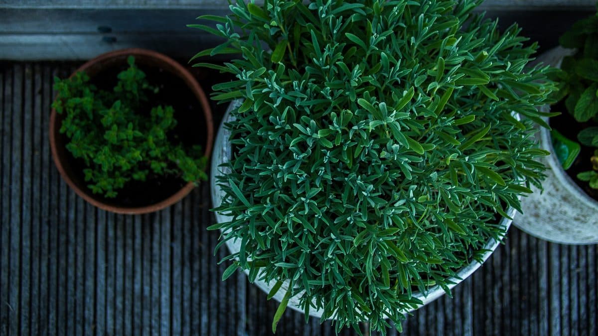 Potted plants seen from above on a weathered wooden porch deck, a large bushy plant in a pale pot beside a smaller one in terracotta
