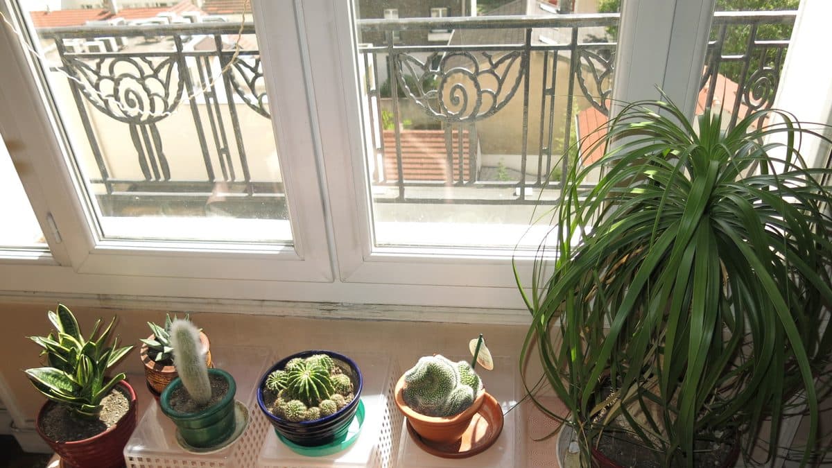 Five small potted houseplants, including a snake plant and several cacti, and a larger ponytail palm on a shelf under a sunlit window