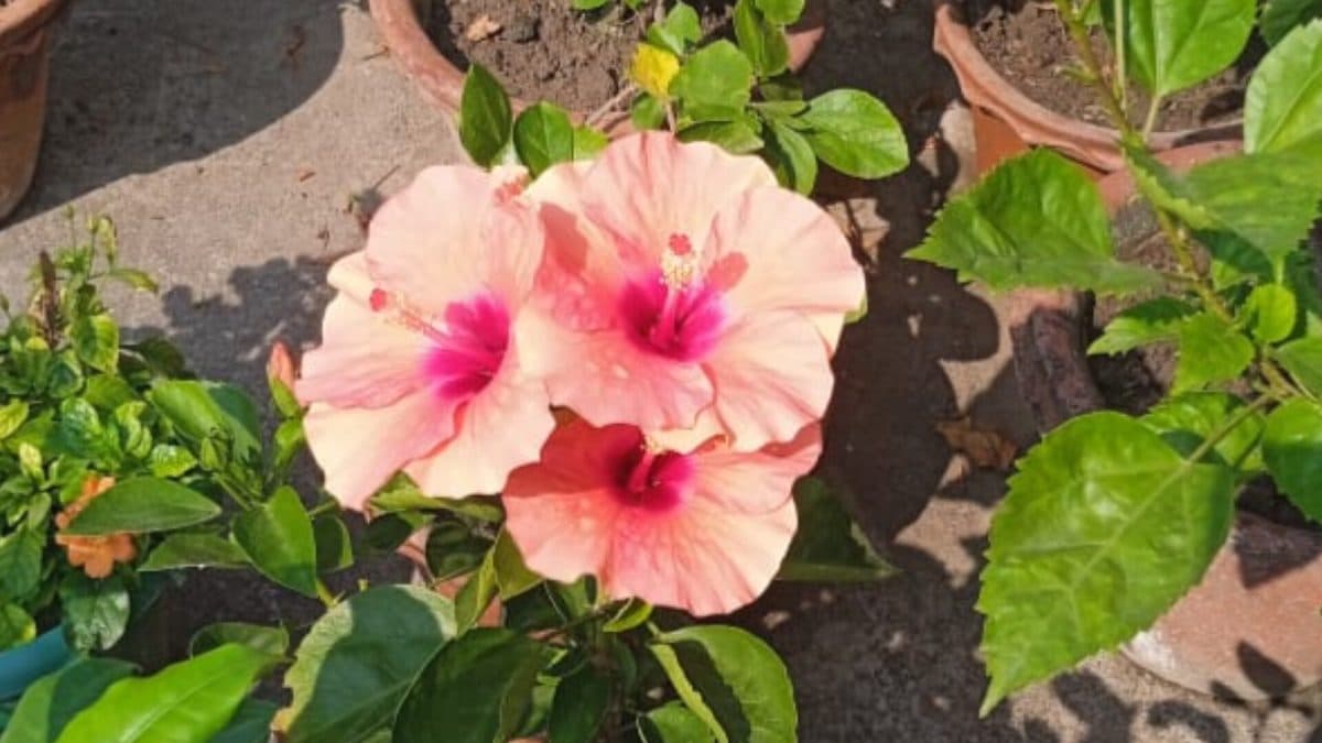 Three salmon-pink tropical hibiscus flowers with magenta centers on a potted plant, with terracotta pots on a sunlit patio behind
