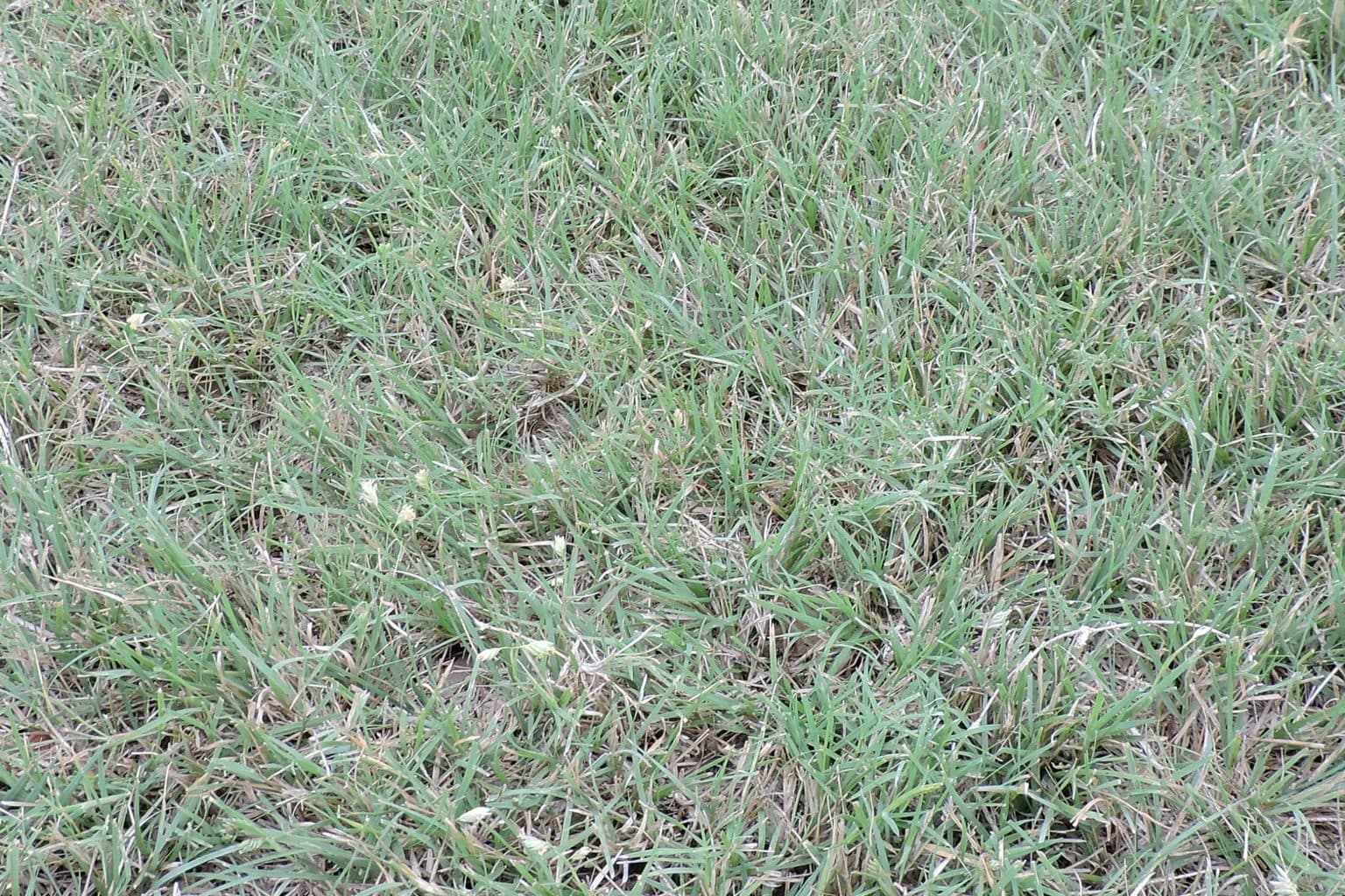 A low, dense buffalo grass lawn
