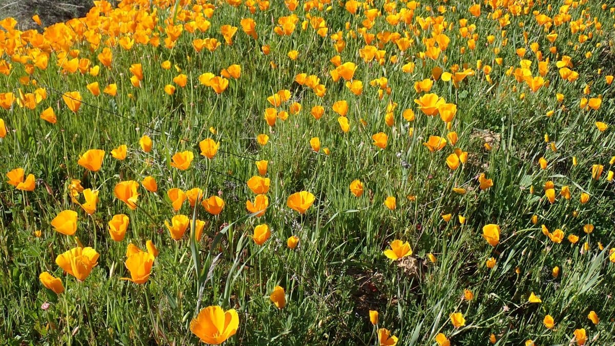 Orange California Poppy flowers blooming in a drift
