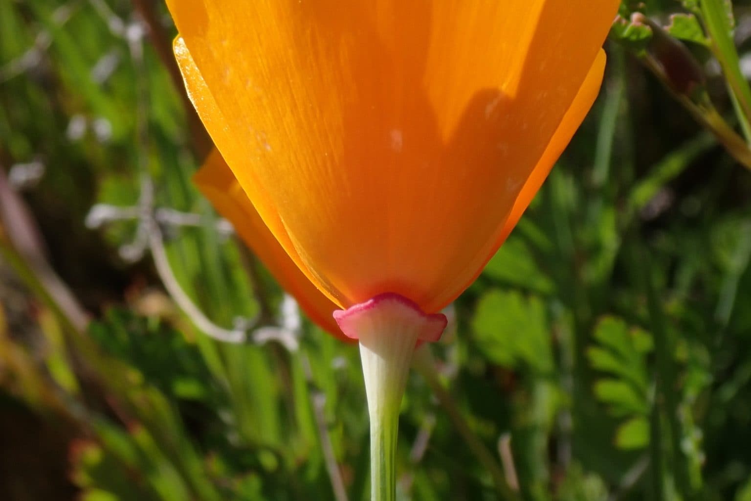 A close-up of an orange California poppy flower