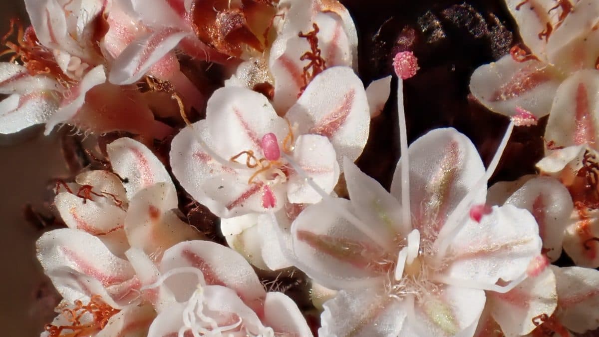 A close-up of white and pink California buckwheat flowers