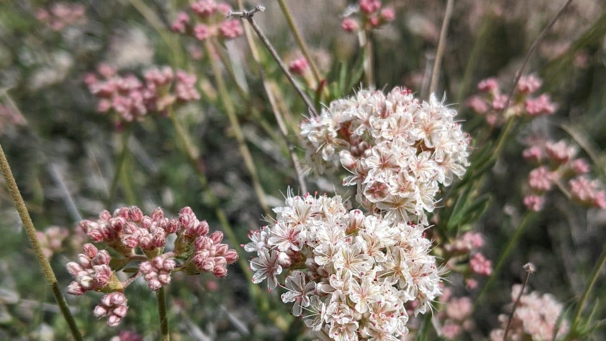 White and pink California buckwheat flower clusters
