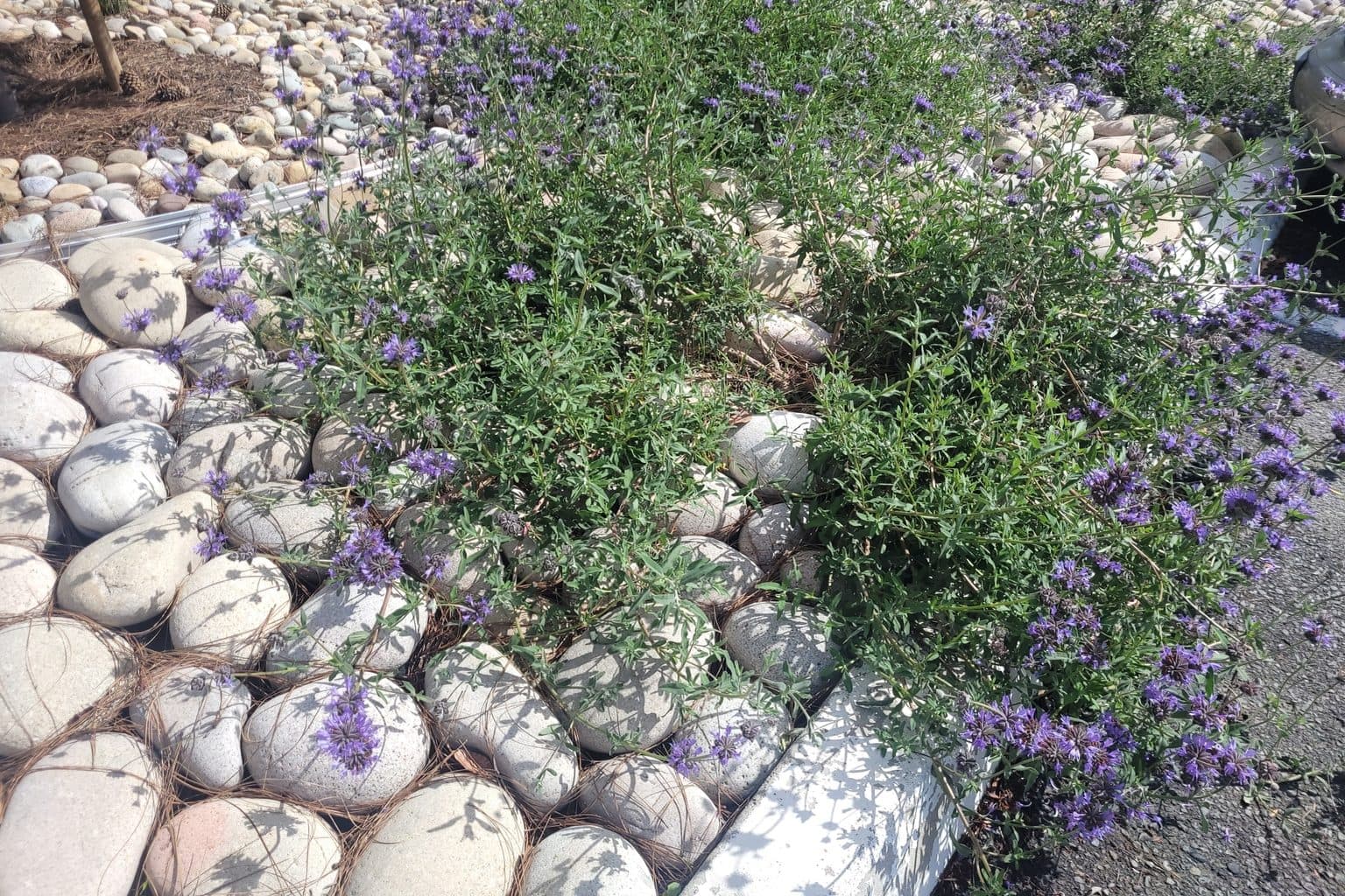 Cleveland sage in bloom in a garden bed edged with river rock