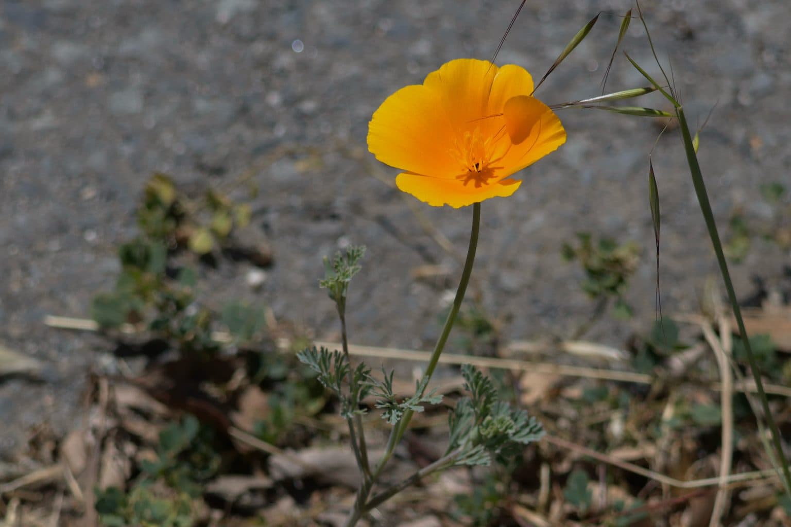 A single orange California poppy