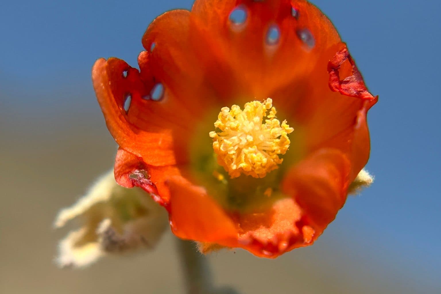 An orange desert globemallow flower against a blue sky