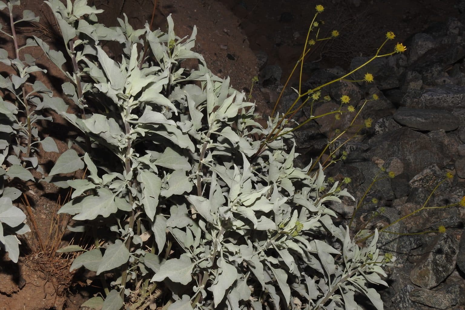 A silvery brittlebush with small yellow daisies against dark rock