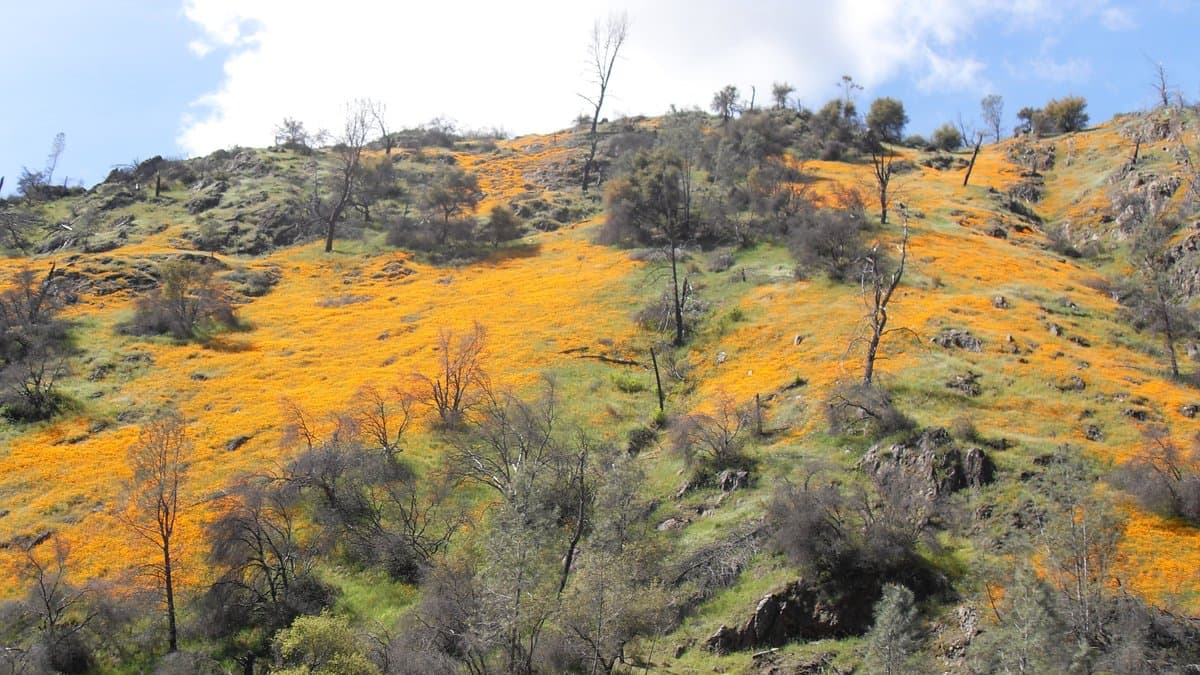 A hillside near Merced, California blanketed in a wild bloom of orange California poppies among scattered oak trees