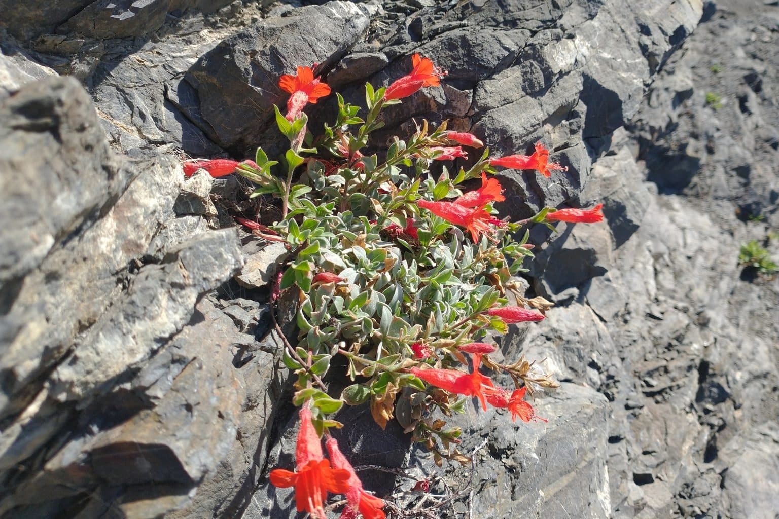 California fuchsia with red-orange tubular flowers growing from a rock face