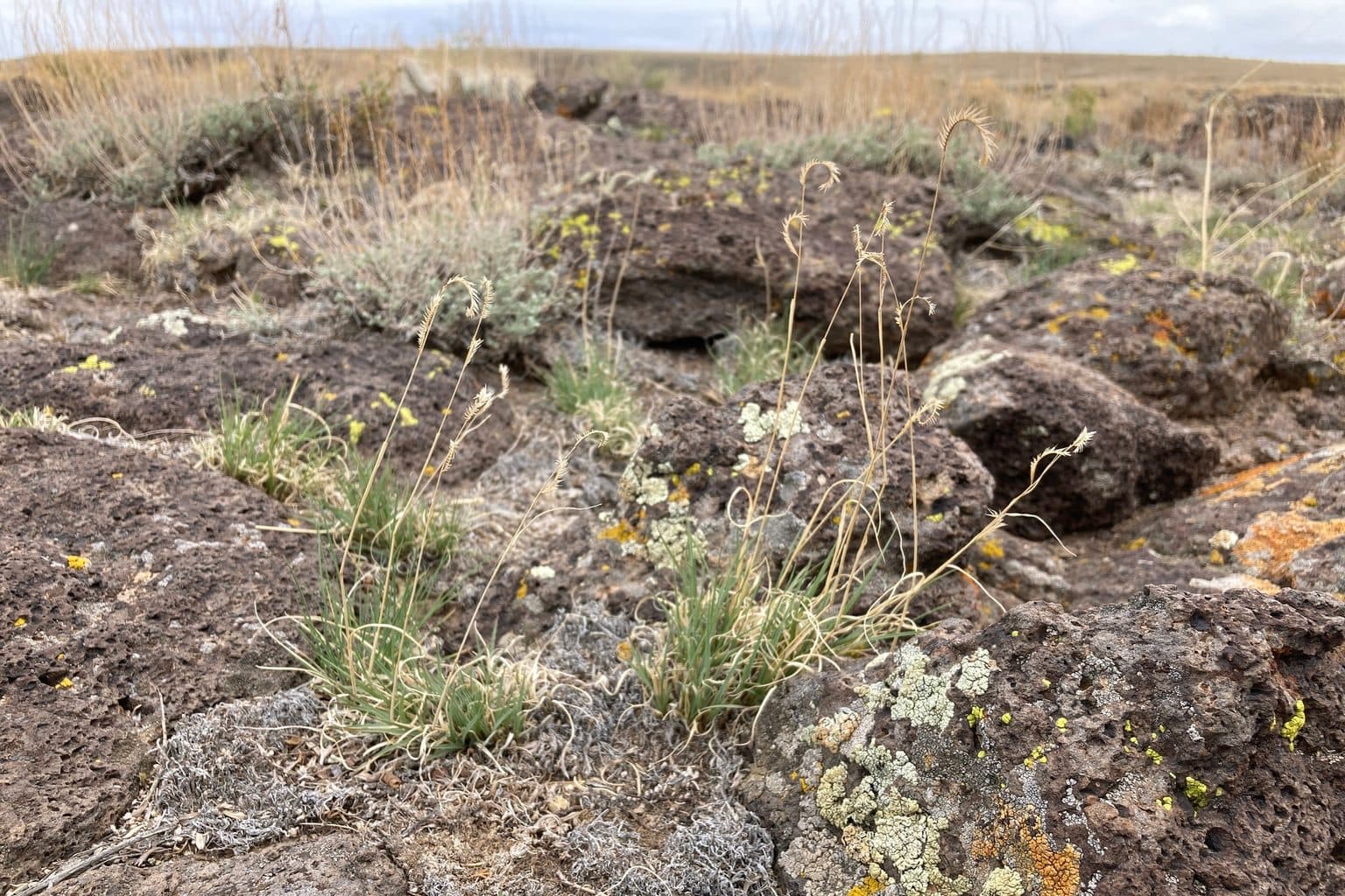 Clumps of blue grama grass among dark volcanic rock