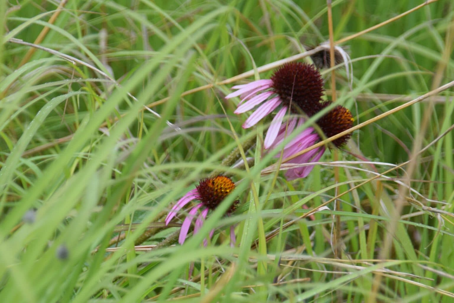 Pink narrow-leaf coneflowers in tall grass