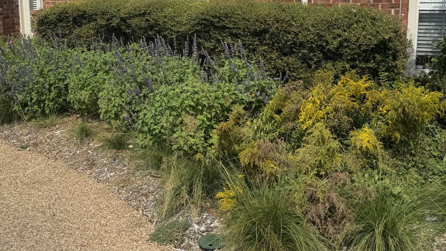 A trimmed yaupon hedge behind a planting bed of salvia, goldenrod and grasses, with a mulched edge along an aggregate driveway