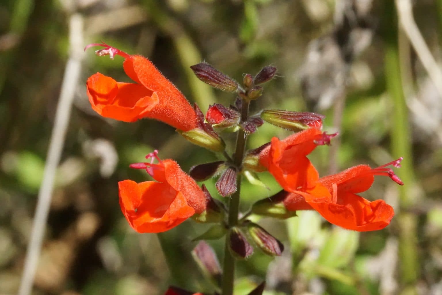 Scarlet tropical sage flowers on a spike