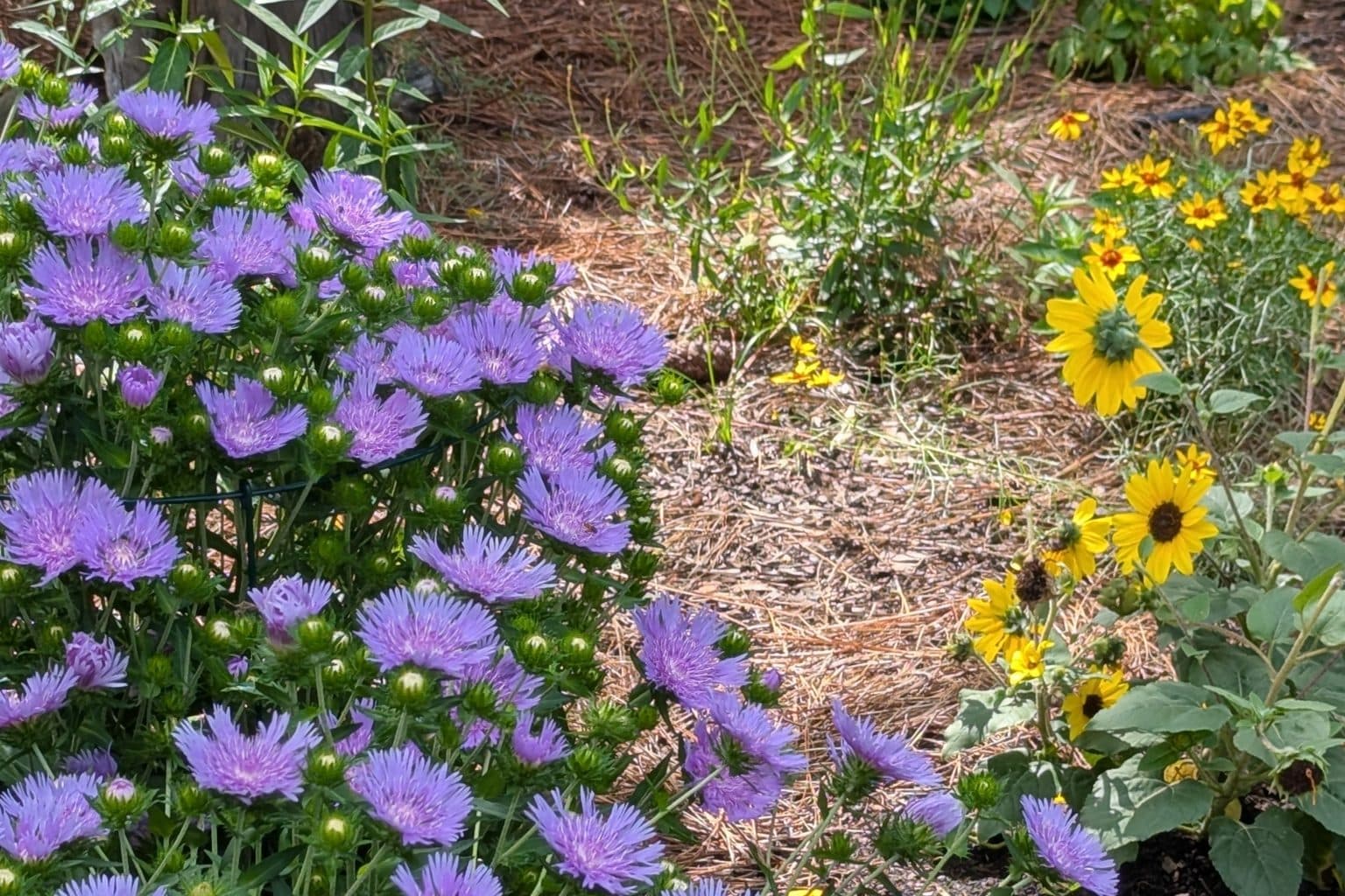 A mulched bed of lavender Stokes' aster beside black-eyed Susans