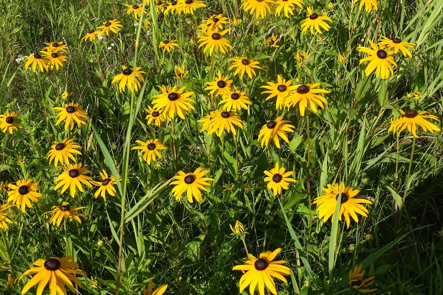 A drift of orange coneflowers in a sunny meadow