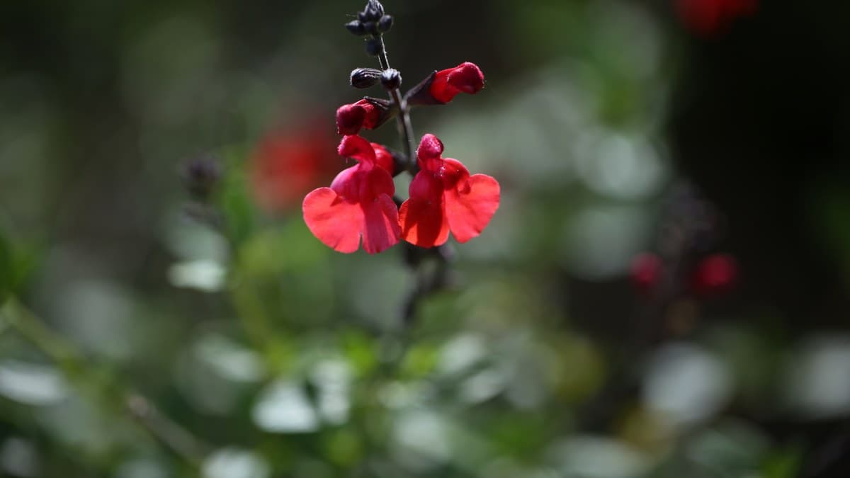 A flowering branch of Autumn Sage (Salvia greggii) with small red tubular blooms