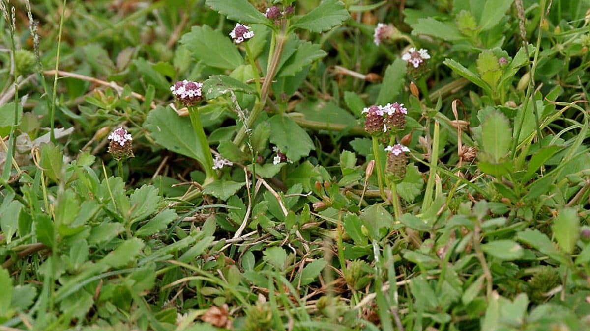 Frogfruit (Phyla nodiflora) groundcover with small purple and white flower heads spreading low among grass