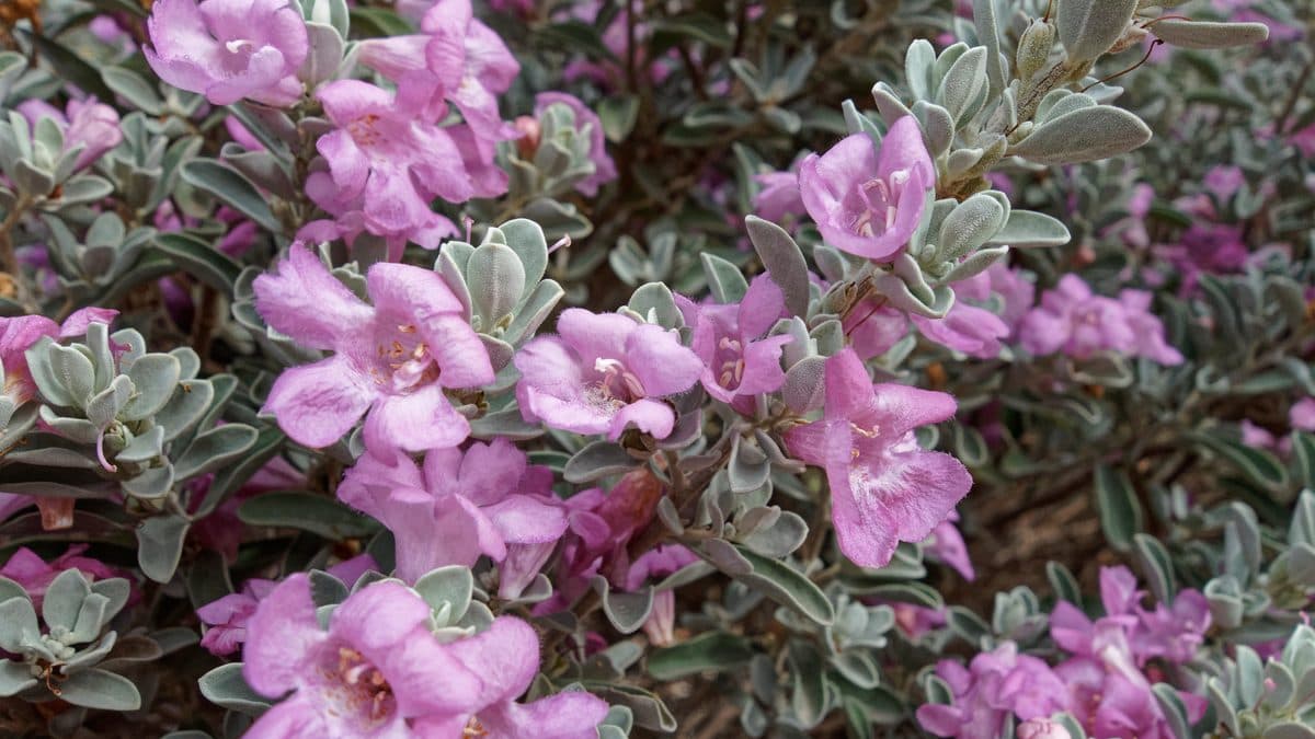 Texas Ranger (Leucophyllum frutescens) shrub covered in small purple-pink flowers with gray-green leaves