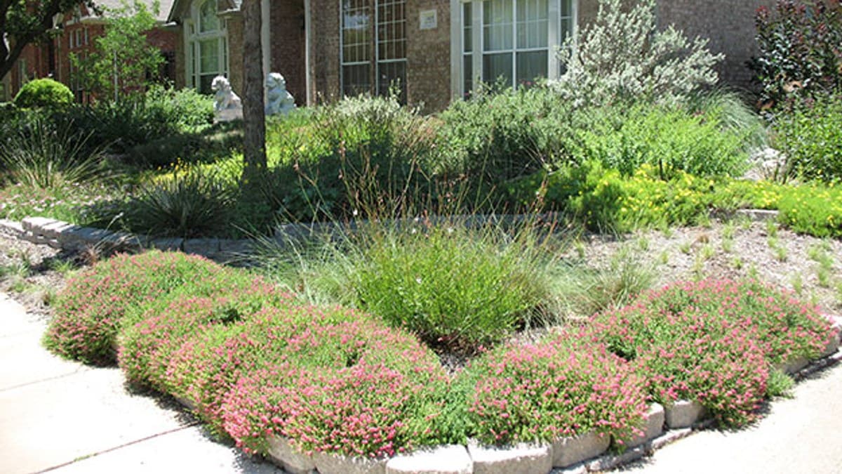 A front yard in Plano, Texas planted with ornamental grasses and flowering shrubs in place of turf, bordered by a sidewalk