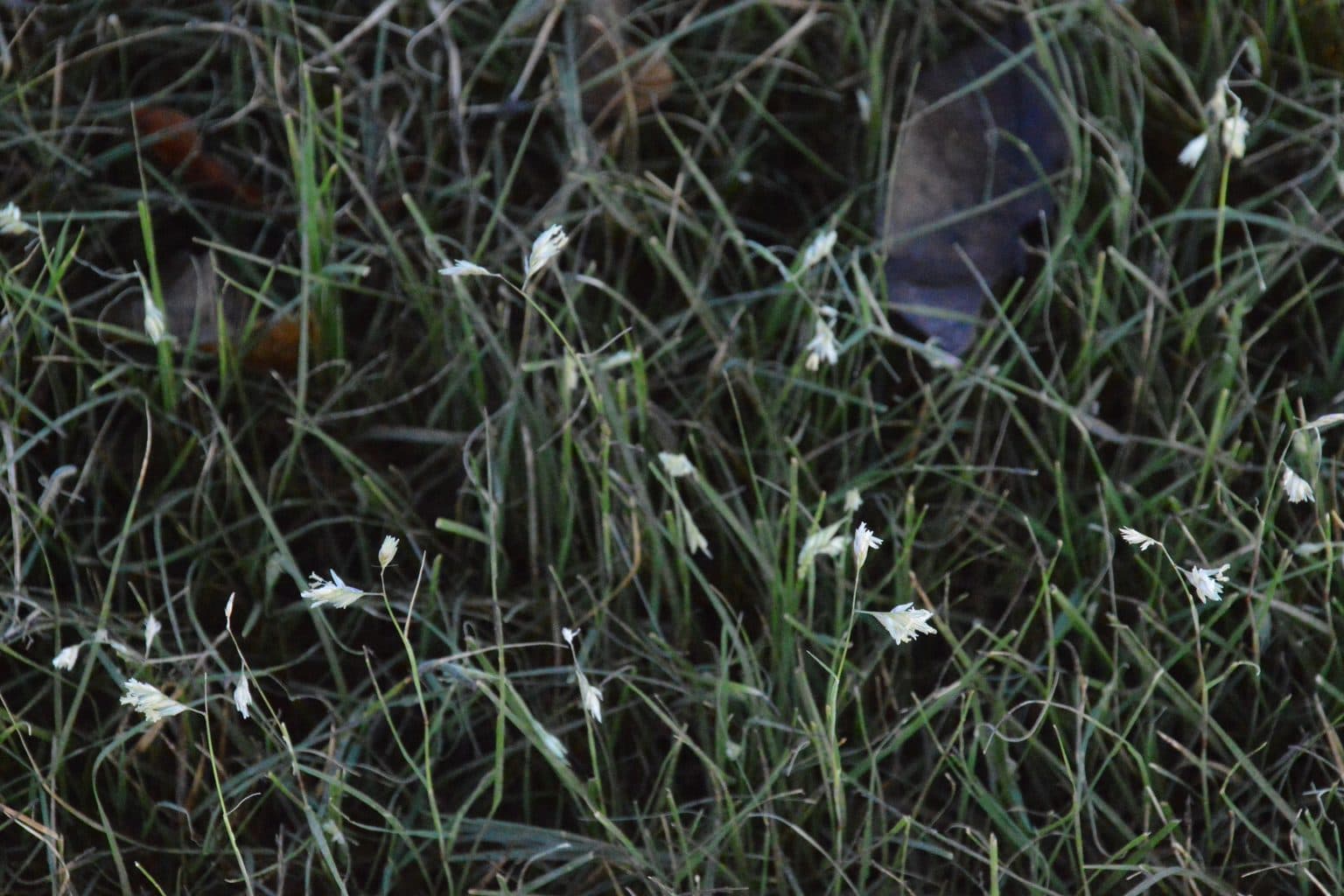 A low stand of buffalograss with small pale seed heads