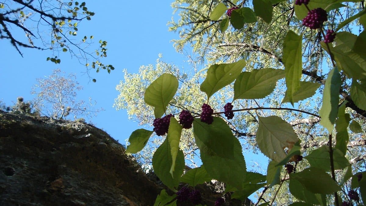 A beautyberry shrub with clusters of small purple berries along its branches, seen against a blue sky
