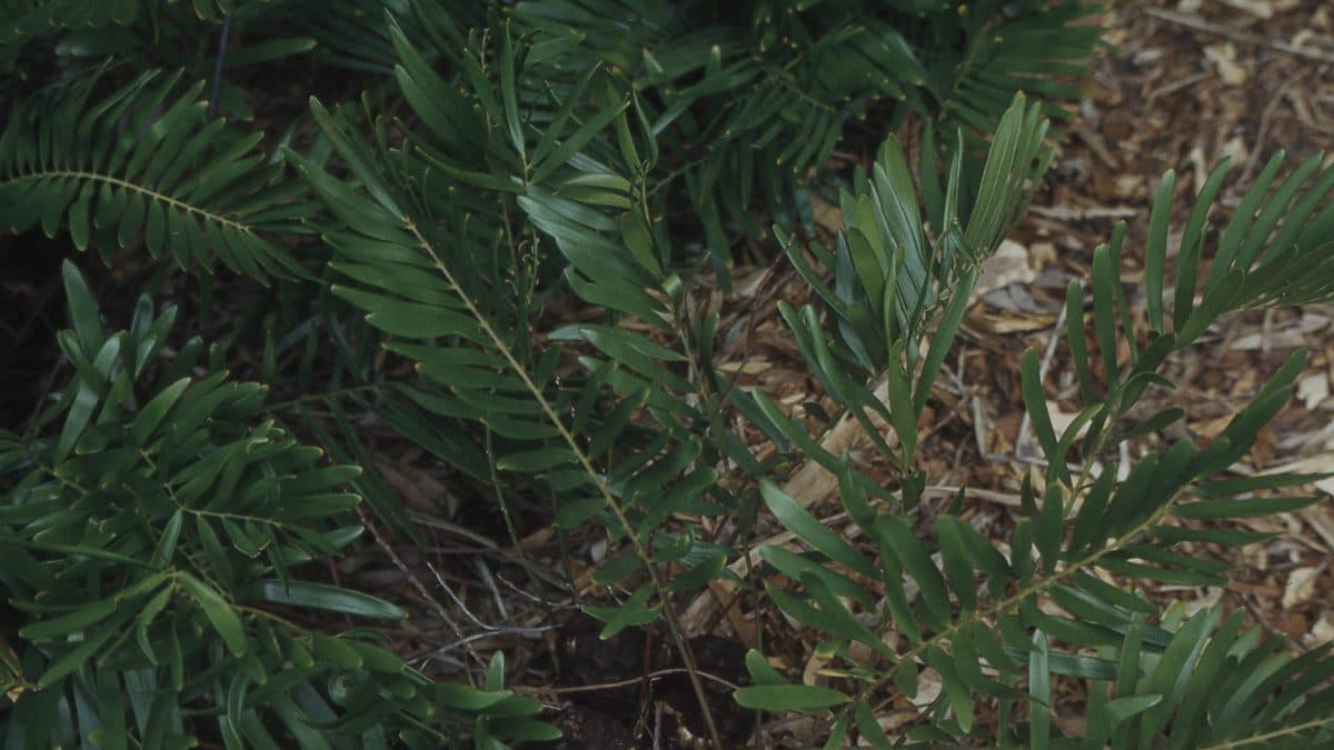 A low, fern-like coontie plant growing under trees in dappled shade