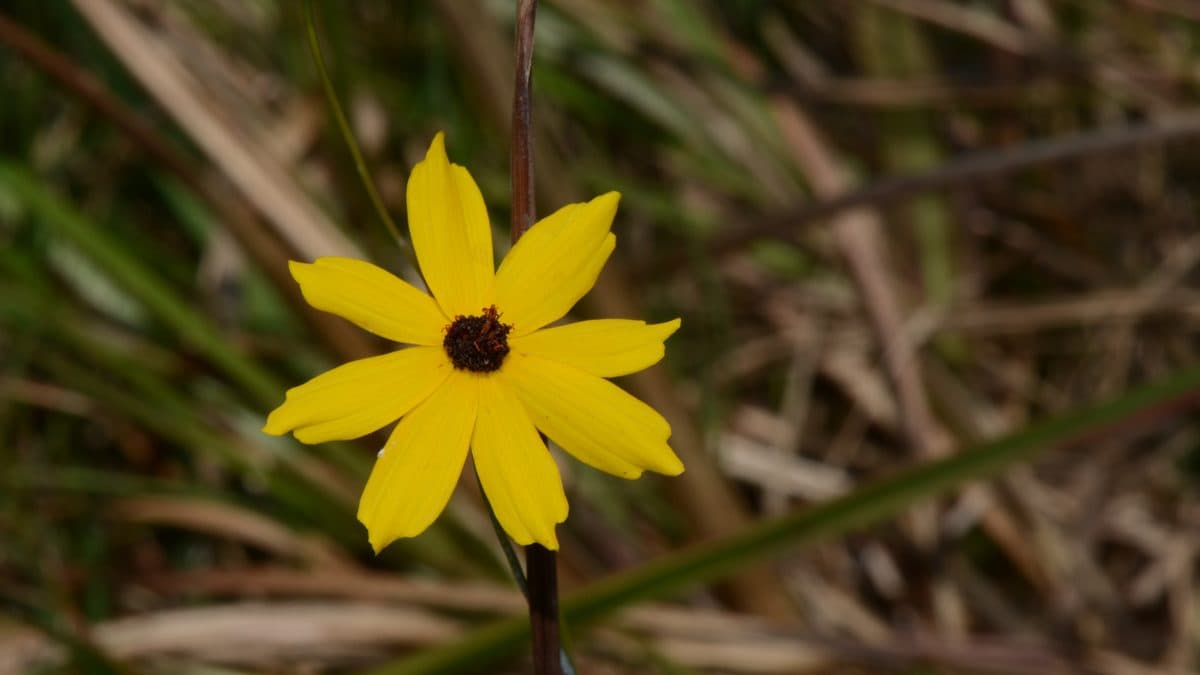 A single yellow coreopsis flower with dark center growing among tall grasses