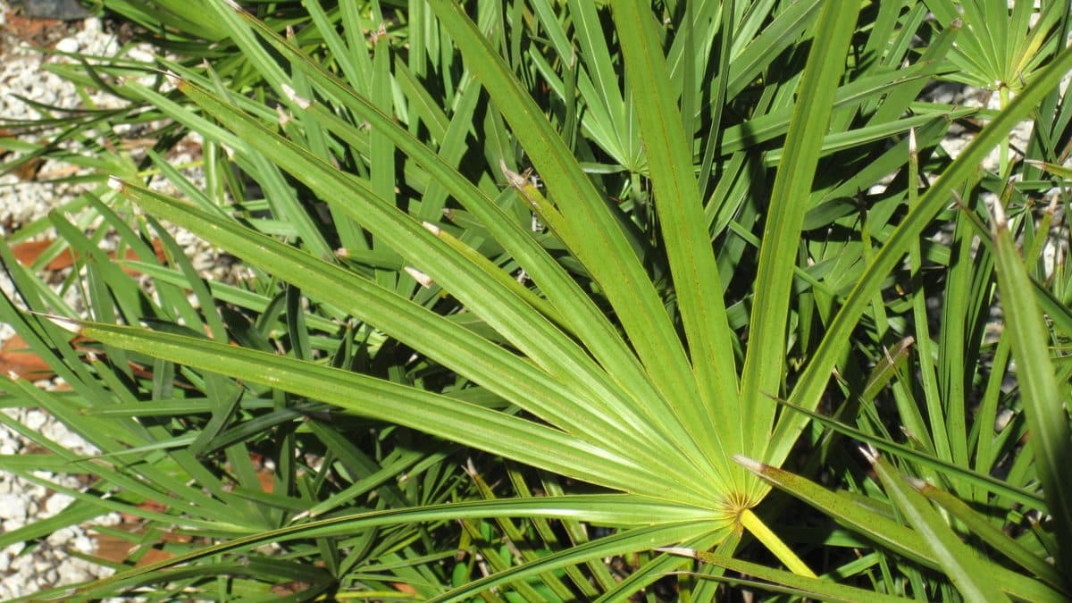 A saw palmetto shrub with fan-shaped fronds growing in a landscaped bed