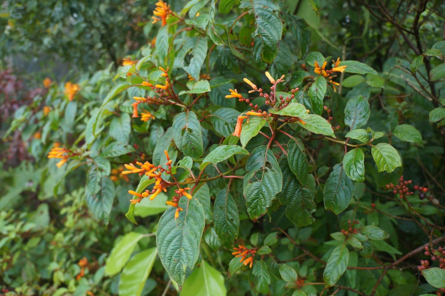 A firebush shrub with clusters of orange tubular flowers