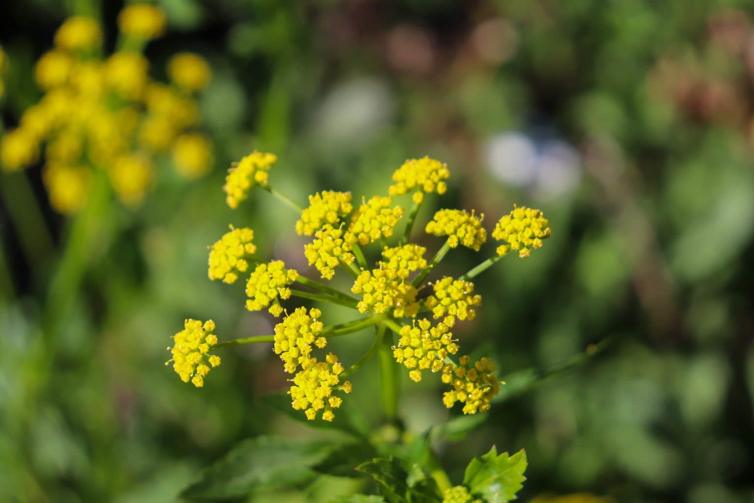 Yellow golden alexanders flower clusters