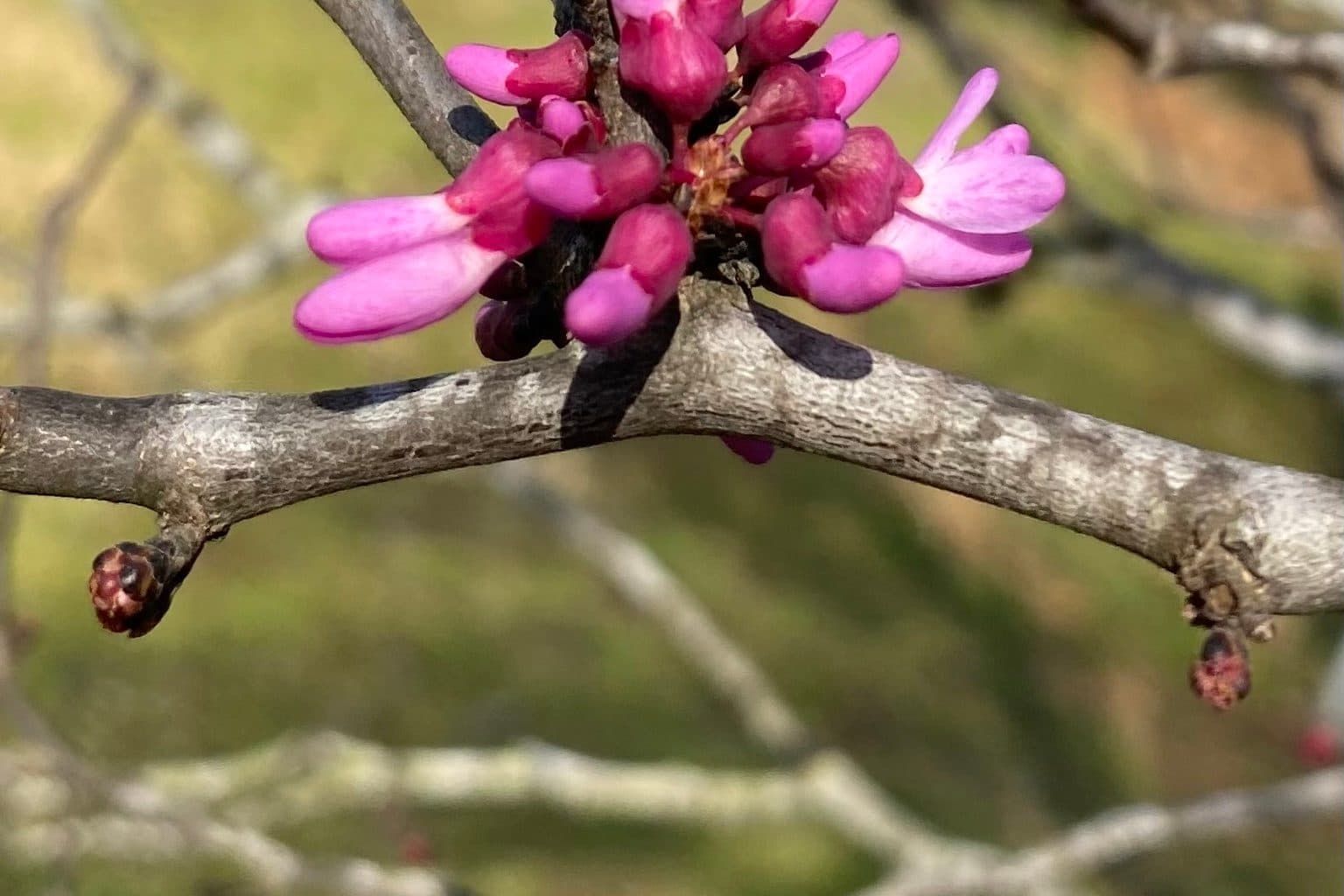 A cluster of magenta redbud flowers blooming straight from a gray branch