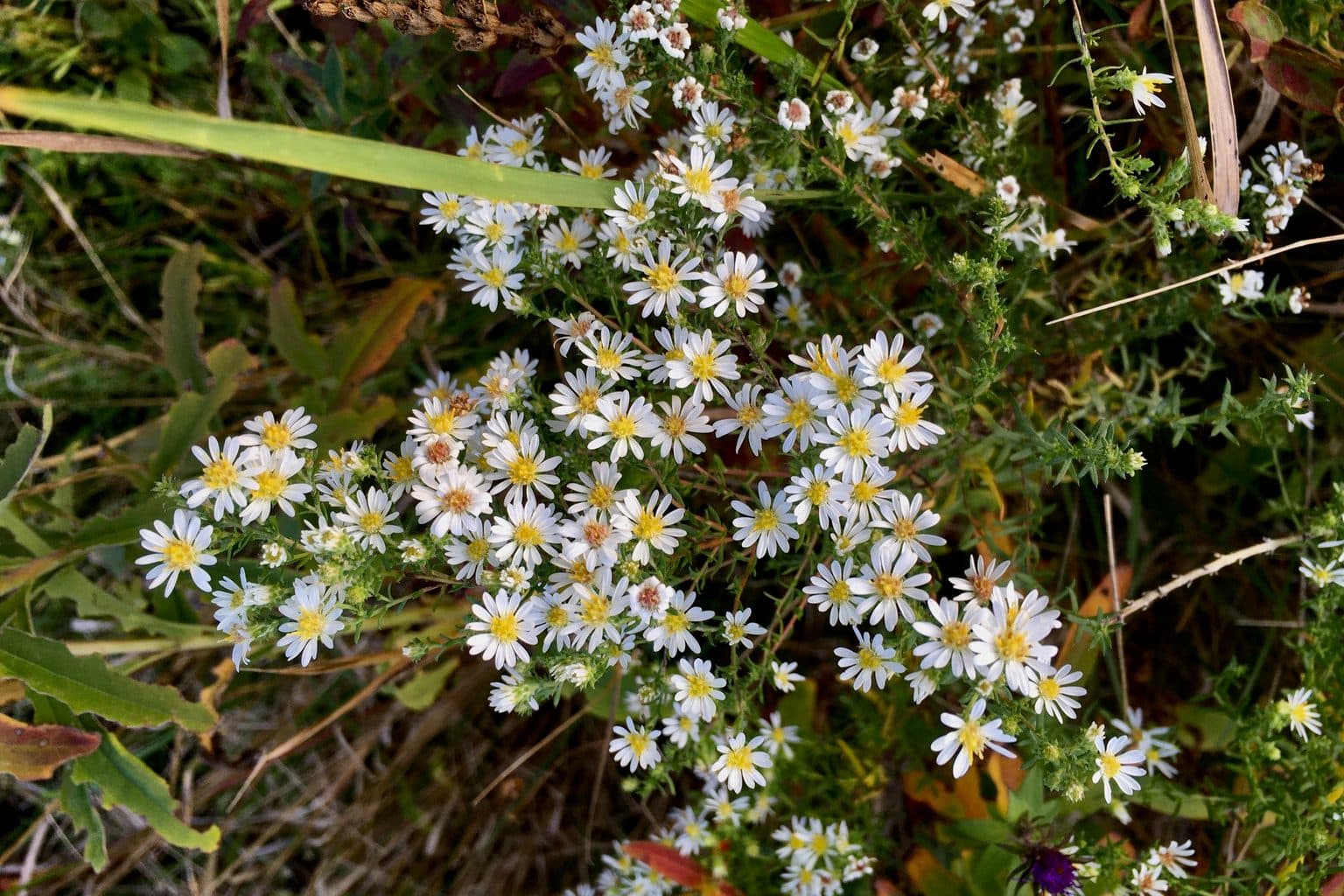 A spray of small white heath aster flowers