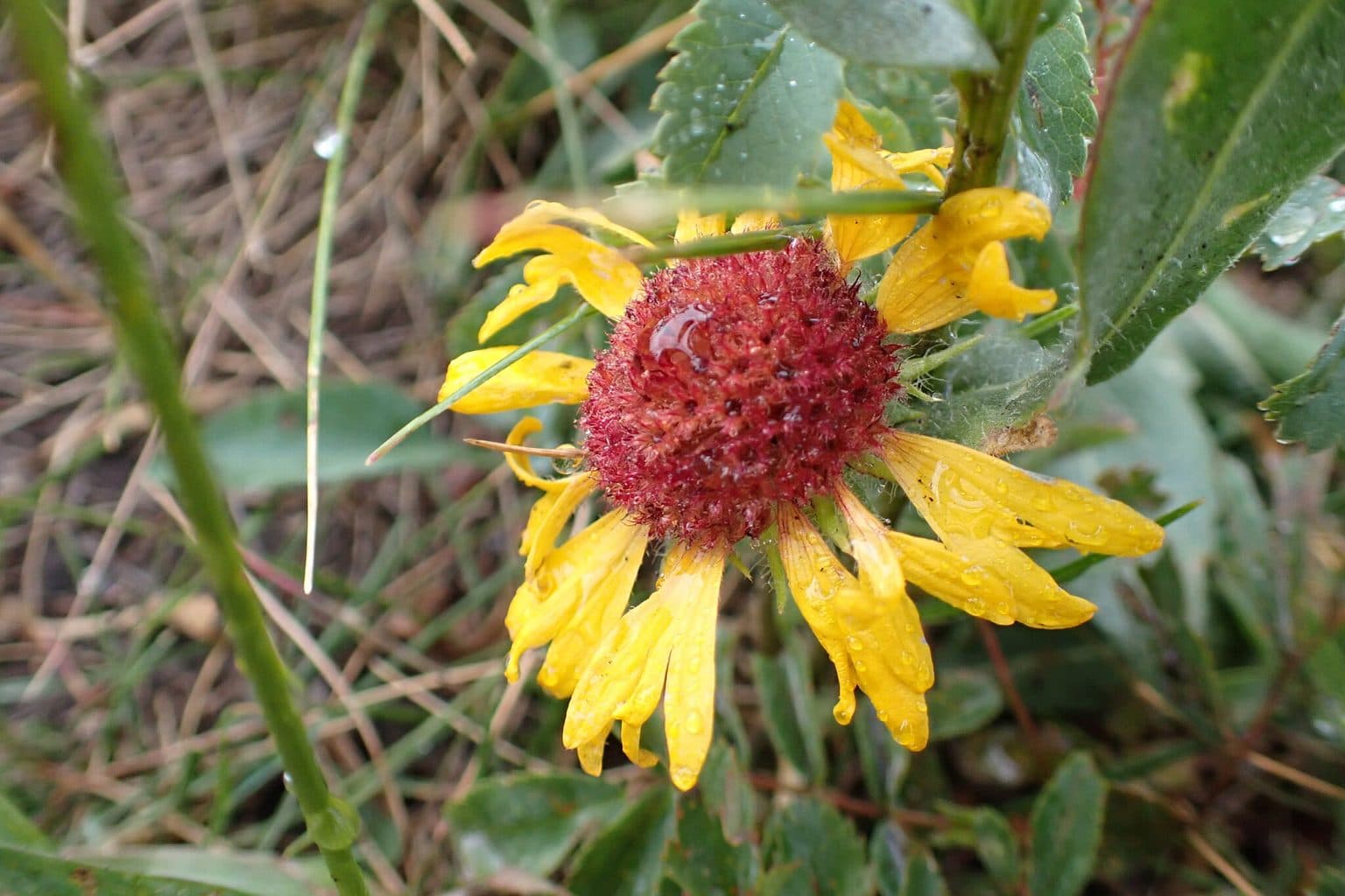 A red and yellow blanketflower covered in raindrops