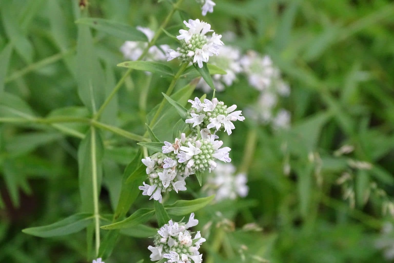 White flower heads of Virginia mountain mint