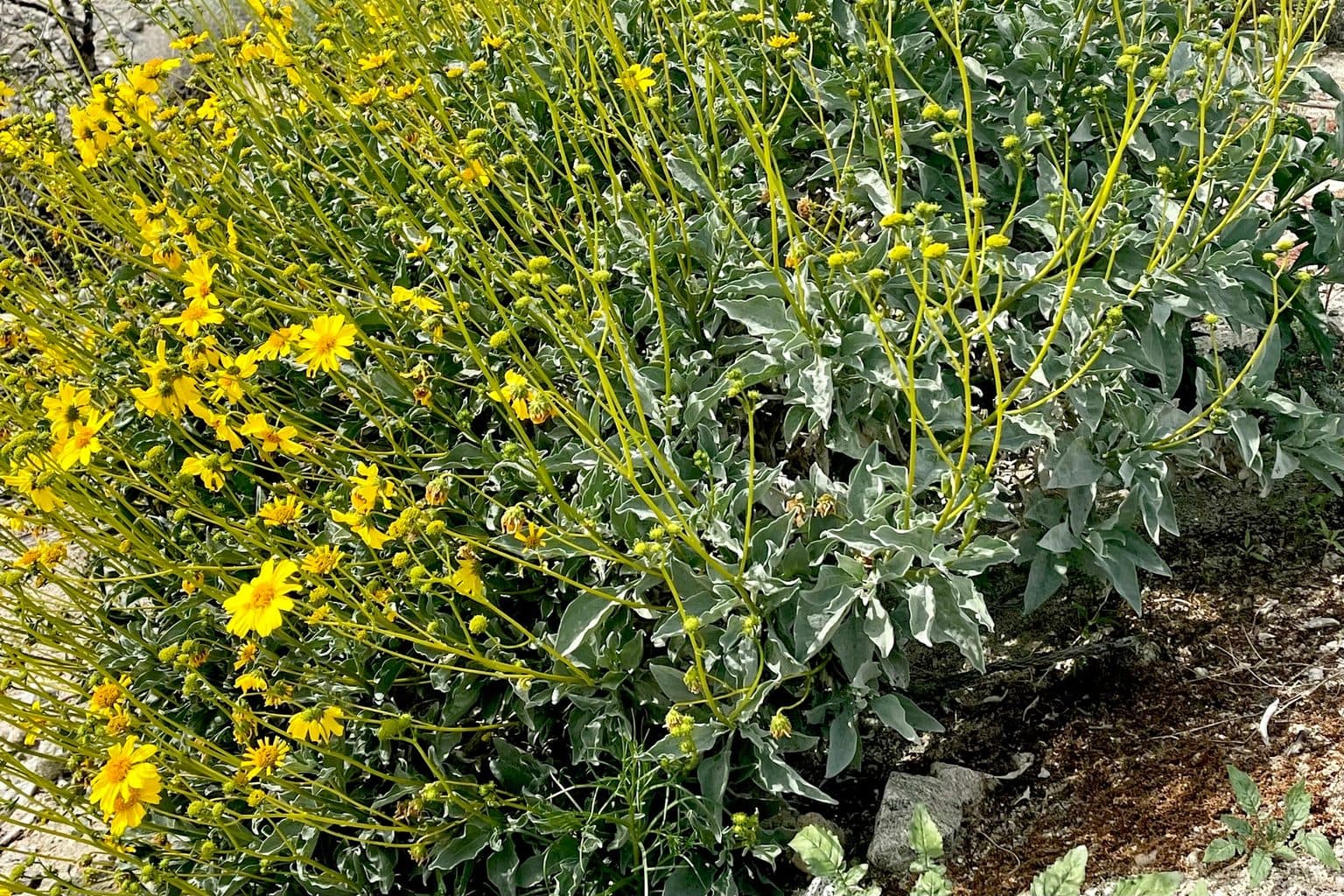 A brittlebush shrub with silvery green leaves and yellow daisy-like flowers growing in gravelly desert soil, photographed in Desert Hot Springs, California.