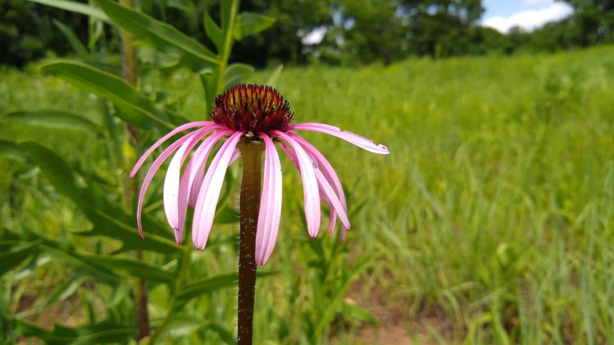 Pale purple coneflower flowers with drooping petals
