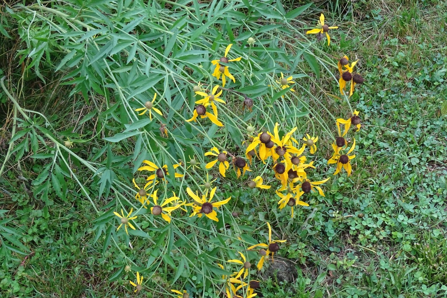 Gray-headed coneflowers with drooping yellow petals and brown seed heads